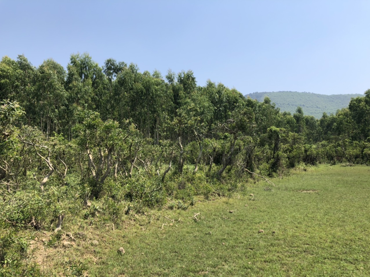 VÙNG TRÀM TỰ NHIÊN - NGUYÊN LIỆU CHIẾT XUẤT TINH DẦU TRÀM D'AN GIA